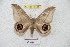  ( - BC-RBP 5401)  @13 [ ] Copyright (2010) Ron Brechlin Research Collection of Ron Brechlin
