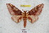  (Citheronia phochocoensis - BC-RBP 5413)  @14 [ ] Copyright (2010) Ron Brechlin Research Collection of Ron Brechlin