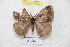  ( - BC-RBP 5427)  @12 [ ] Copyright (2010) Ron Brechlin Research Collection of Ron Brechlin