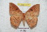  ( - BC-RBP 5472)  @13 [ ] Copyright (2010) Ron Brechlin Research Collection of Ron Brechlin