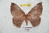  (Periga marcapata - BC-RBP 5473)  @14 [ ] Copyright (2010) Ron Brechlin Research Collection of Ron Brechlin