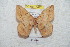 ( - BC-RBP 5477)  @13 [ ] Copyright (2010) Ron Brechlin Research Collection of Ron Brechlin