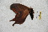  ( - BC-RBP 5494)  @12 [ ] Copyright (2010) Ron Brechlin Research Collection of Ron Brechlin