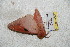  (Syssphinx bezverkhovi - BC-RBP 5506)  @12 [ ] Copyright (2010) Ron Brechlin Research Collection of Ron Brechlin