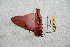  ( - BC-RBP 5511)  @12 [ ] Copyright (2010) Ron Brechlin Research Collection of Ron Brechlin