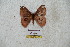  ( - BC-RBP 5522)  @12 [ ] Copyright (2010) Ron Brechlin Research Collection of Ron Brechlin