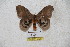  ( - BC-RBP 5528)  @13 [ ] Copyright (2010) Ron Brechlin Research Collection of Ron Brechlin