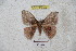  ( - BC-RBP 5529)  @13 [ ] Copyright (2010) Ron Brechlin Research Collection of Ron Brechlin