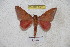  ( - BC-RBP 5531)  @12 [ ] Copyright (2010) Ron Brechlin Research Collection of Ron Brechlin