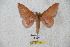  ( - BC-RBP 5533)  @12 [ ] Copyright (2010) Ron Brechlin Research Collection of Ron Brechlin