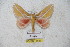  ( - BC-RBP 5553)  @13 [ ] Copyright (2010) Ron Brechlin Research Collection of Ron Brechlin