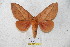  (Syssphinx ocellata - BC-RBP 5575)  @15 [ ] Copyright (2010) Ron Brechlin Research Collection of Ron Brechlin