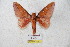  ( - BC-RBP 5581)  @11 [ ] Copyright (2010) Ron Brechlin Research Collection of Ron Brechlin