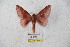  ( - BC-RBP 5582)  @14 [ ] Copyright (2010) Ron Brechlin Research Collection of Ron Brechlin