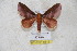  ( - BC-RBP 5612)  @13 [ ] Copyright (2010) Ron Brechlin Research Collection of Ron Brechlin