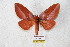  ( - BC-RBP 5616)  @14 [ ] Copyright (2010) Ron Brechlin Research Collection of Ron Brechlin