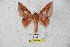 ( - BC-RBP 5617)  @12 [ ] Copyright (2010) Ron Brechlin Research Collection of Ron Brechlin