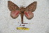  ( - BC-RBP 5637)  @13 [ ] Copyright (2010) Ron Brechlin Research Collection of Ron Brechlin