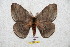  (Periphoba parallela - BC-RBP 5646)  @14 [ ] Copyright (2010) Ron Brechlin Research Collection of Ron Brechlin