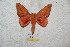  ( - BC-RBP 5663)  @11 [ ] Copyright (2010) Ron Brechlin Research Collection of Ron Brechlin