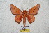  ( - BC-RBP 5668)  @11 [ ] Copyright (2010) Ron Brechlin Research Collection of Ron Brechlin