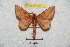  ( - BC-RBP 5710)  @12 [ ] Copyright (2010) Ron Brechlin Research Collection of Ron Brechlin