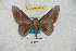  ( - BC-RBP 5728)  @13 [ ] Copyright (2010) Ron Brechlin Research Collection of Ron Brechlin