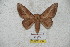  ( - BC-RBP 5729)  @13 [ ] Copyright (2010) Ron Brechlin Research Collection of Ron Brechlin