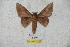  ( - BC-RBP 5730)  @13 [ ] Copyright (2010) Ron Brechlin Research Collection of Ron Brechlin