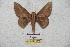  ( - BC-RBP 5736)  @13 [ ] Copyright (2010) Ron Brechlin Research Collection of Ron Brechlin