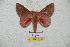  ( - BC-RBP 5739)  @13 [ ] Copyright (2010) Ron Brechlin Research Collection of Ron Brechlin