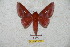  (Adelowalkeria kitchingi - BC-RBP 5741)  @12 [ ] Copyright (2010) Ron Brechlin Research Collection of Ron Brechlin