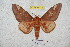  ( - BC-RBP 5839)  @13 [ ] Copyright (2010) Ron Brechlin Research Collection of Ron Brechlin
