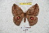  ( - BC-RBP 5928)  @11 [ ] Copyright (2010) Ron Brechlin Research Collection of Ron Brechlin