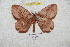  ( - BC-RBP 5948)  @11 [ ] Copyright (2010) Ron Brechlin Research Collection of Ron Brechlin