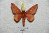 ( - BC-RBP 5621)  @12 [ ] Copyright (2010) Ron Brechlin Research Collection of Ron Brechlin