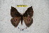  ( - BC-RBP 4406)  @13 [ ] Copyright (2010) Ron Brechlin Unspecified