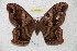  (Caio chiapasiana - BC-RBP 4427)  @14 [ ] Copyright (2010) Ron Brechlin Unspecified