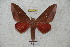  ( - BC-RBP 4496)  @13 [ ] Copyright (2010) Ron Brechlin Unspecified