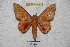  ( - BC-RBP 4536)  @11 [ ] Copyright (2010) Ron Brechlin Unspecified