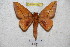  ( - BC-RBP 4537)  @12 [ ] Copyright (2010) Ron Brechlin Unspecified