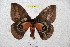  ( - BC-RBP 4677)  @13 [ ] Copyright (2010) Ron Brechlin Unspecified