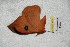  ( - BC-RBP 4778)  @12 [ ] Copyright (2010) Ron Brechlin Research Collection of Ron Brechlin