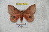  ( - BC-RBP 4782)  @11 [ ] Copyright (2010) Ron Brechlin Research Collection of Ron Brechlin