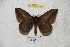  ( - BC-RBP 4795)  @11 [ ] Copyright (2010) Ron Brechlin Research Collection of Ron Brechlin