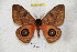  ( - BC-RBP 4798)  @11 [ ] Copyright (2010) Ron Brechlin Research Collection of Ron Brechlin