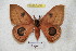  ( - BC-RBP 4799)  @12 [ ] Copyright (2010) Ron Brechlin Research Collection of Ron Brechlin