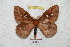  (Cerodirphia conbeniana - BC-RBP 4841)  @13 [ ] Copyright (2010) Ron Brechlin Research Collection of Ron Brechlin