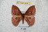  ( - BC-RBP 4847)  @13 [ ] Copyright (2010) Ron Brechlin Research Collection of Ron Brechlin