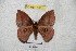  ( - BC-RBP 4851)  @13 [ ] Copyright (2010) Ron Brechlin Research Collection of Ron Brechlin